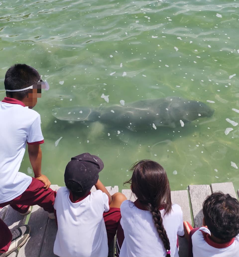 MaraLezama's tweet photo. 🎉🦭 ¡Hoy celebramos a un habitante muy especial de #QuintanaRoo: Daniel, el manatí!

Junto a las niñas y niños de la primaria Benito Juárez, en Laguna Guerrero, celebramos su cumpleaños con actividades para aprender, convivir y descubrir por qué es tan importante proteger a esta especie. 🌿

🌊 Cuidar a Daniel y a todos nuestros manatíes es cuidar la vida de nuestros humedales.