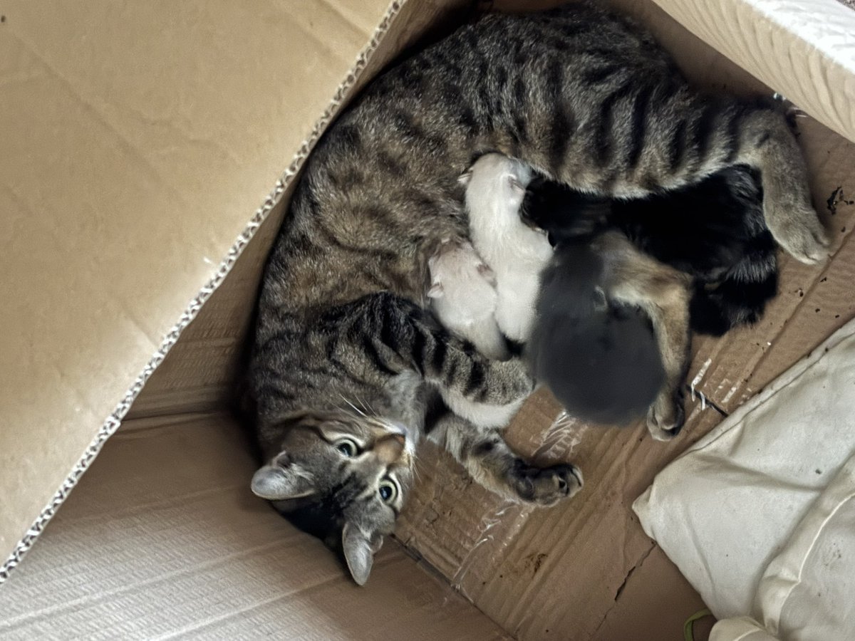 sarsaparrillla's tweet photo. Esta gatita se metió a tener sus bebés en una casa que está vacía y en cualquier momento la van a ocupar. Tengo miedo de que los inquilinos nuevos la saquen de ahí, necesito conseguir un lugar donde puedan recibirla con sus bebés. Yo le estoy llevando comida https://t.co/7yR7bIGH5T