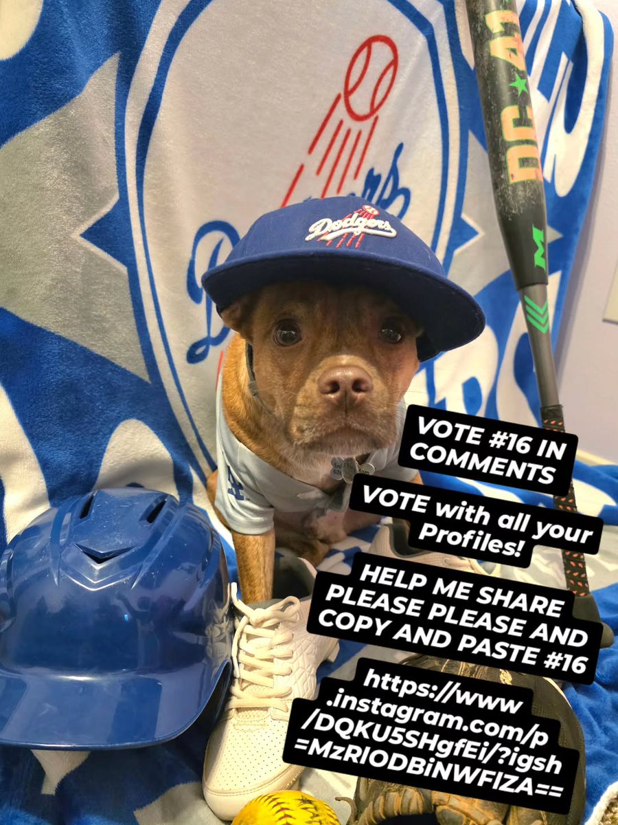 Nan_Do0's tweet photo. Family and friends, please vote for Sniper in the comments! My miracle puppy would love to win this costume contest. Vote from all your profiles, share this post, and help us win! https://t.co/8r1SsvhYgJ