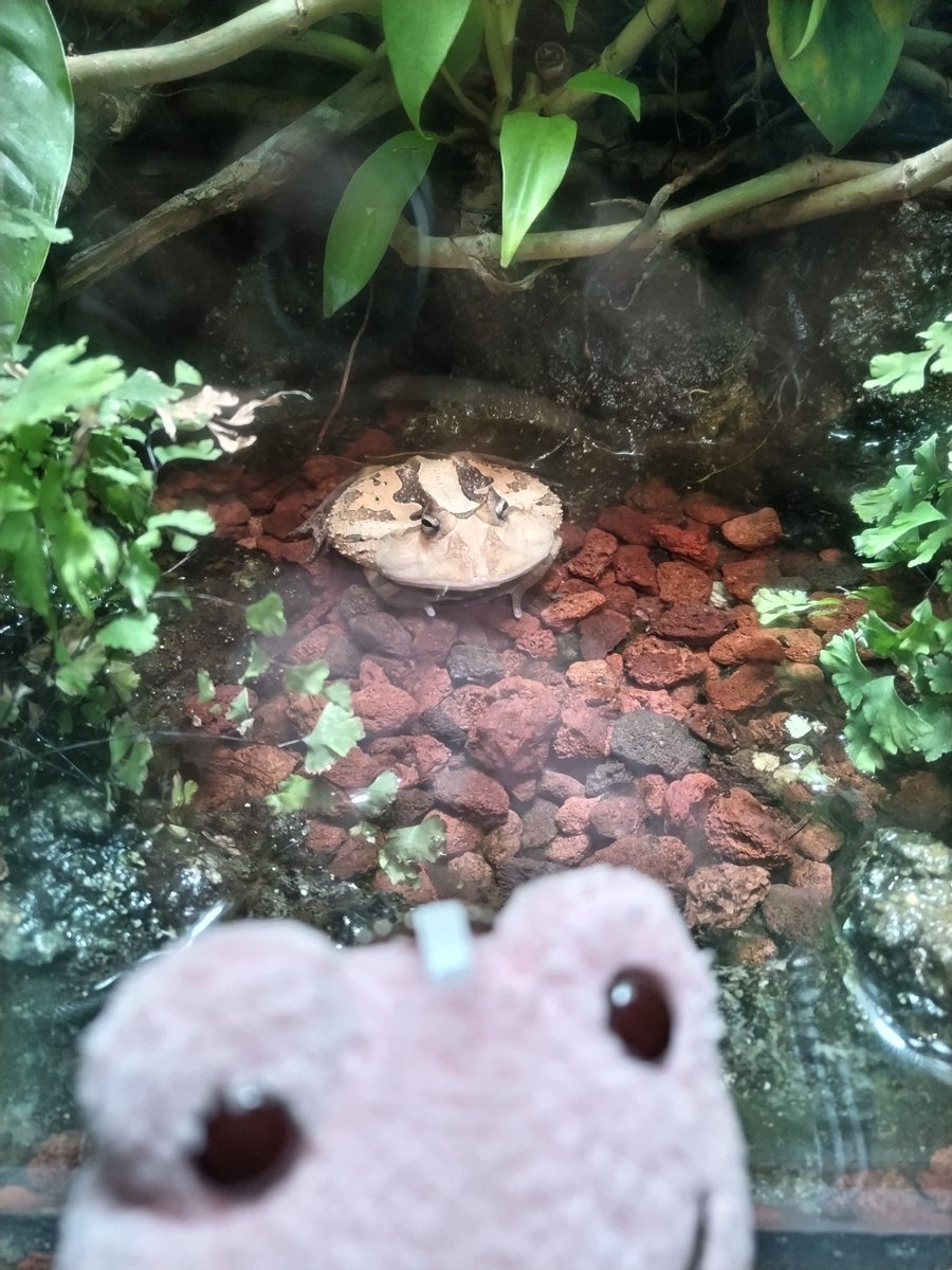 greenroadtopeac's tweet photo. アクア・トト岐阜に行ってきたぞ🐸
めちゃデカイ淡水魚おってすごい見ごたえやった  淡水やからカエルちゃんもおるし、カエルちゃん目当てやけど🐸 https://t.co/0rOeWM5bY7