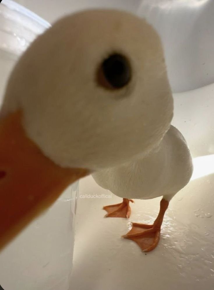 AZmodeuZ0's tweet photo. @massinhamixtura Quack! https://t.co/v81yBopjDZ