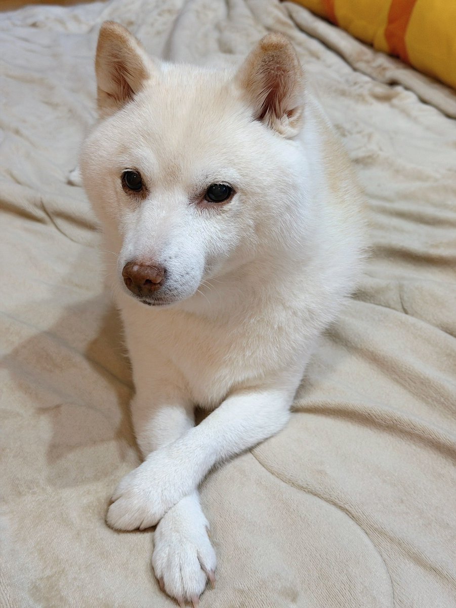 go20597673's tweet photo. 目が覚めた👀
おはようございます

＃白柴　＃犬のいる幸せ https://t.co/WuTyh9z1dB