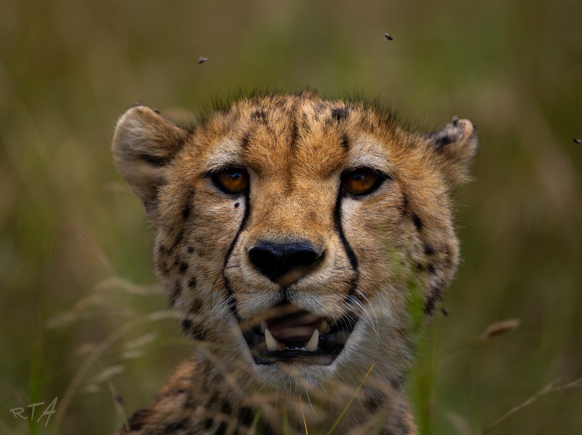 EleRhinoMarch's tweet photo. 🐆 Cheetah. Sub adult.
Just before a successful hunt. Scanning the savanna.
Serengeti. Tanzania. 2026.
#MayEarthLive
© r.alles 2026. https://t.co/orjXTBCnv5