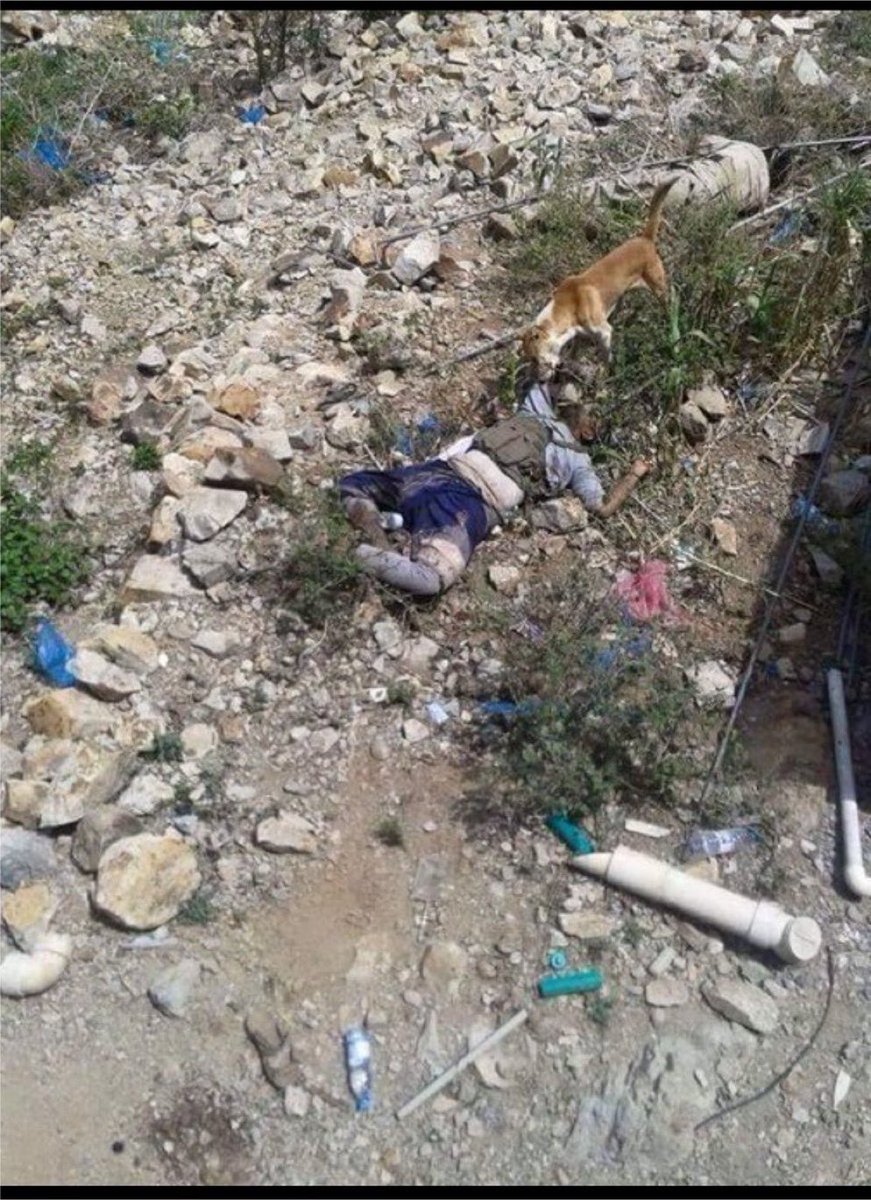 ruhaily_a's tweet photo. جثث الحوثة الخونة تأكلها الكلاب https://t.co/SO5bzftPO0