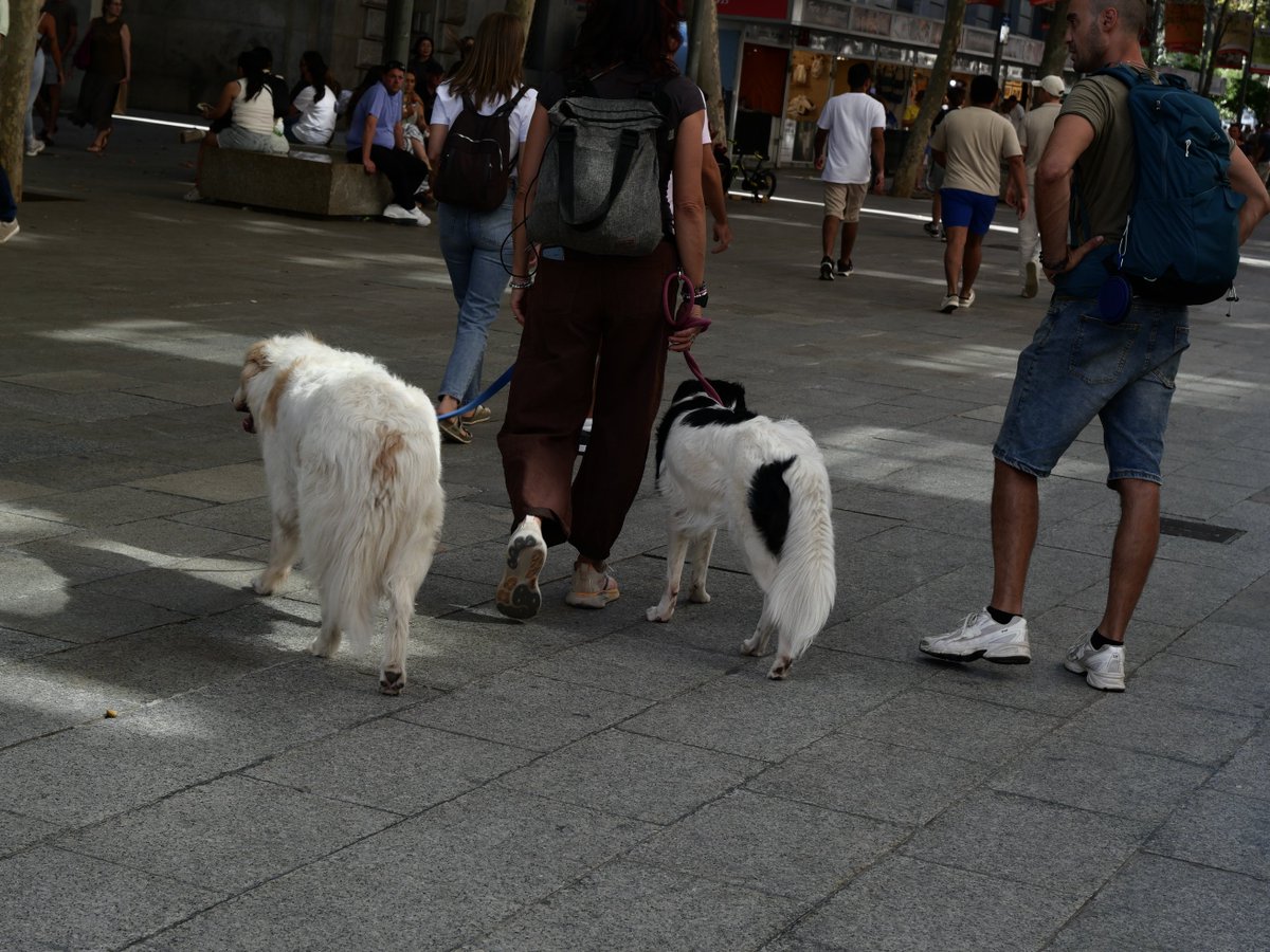 smallholeshi's tweet photo. スペインの犬①
地元民も旅行客も犬を連れている率が高い。ノーリードわんこもちらほら。猫はいない。 https://t.co/XyiX0TiCAq