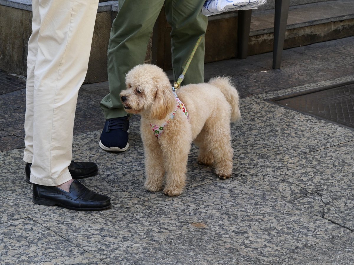 smallholeshi's tweet photo. スペインの犬①
地元民も旅行客も犬を連れている率が高い。ノーリードわんこもちらほら。猫はいない。 https://t.co/XyiX0TiCAq