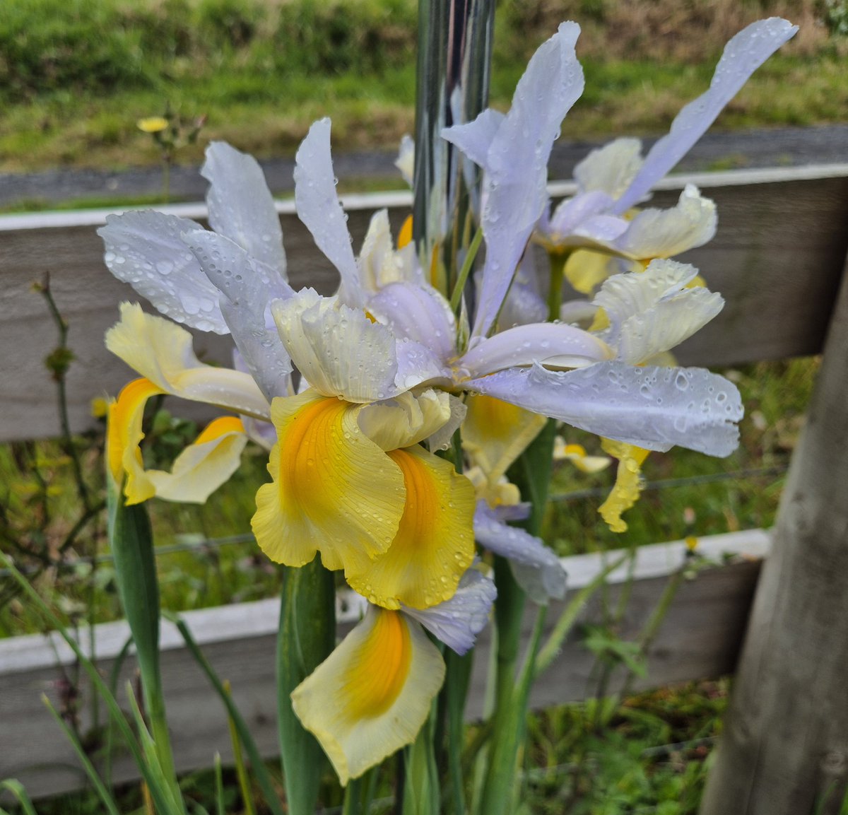 NZAllison's tweet photo. Spring is much slower to arrive in my garden this year, but there is usually something to enjoy most months.
#SpringFlowering https://t.co/0EbDNknsSc