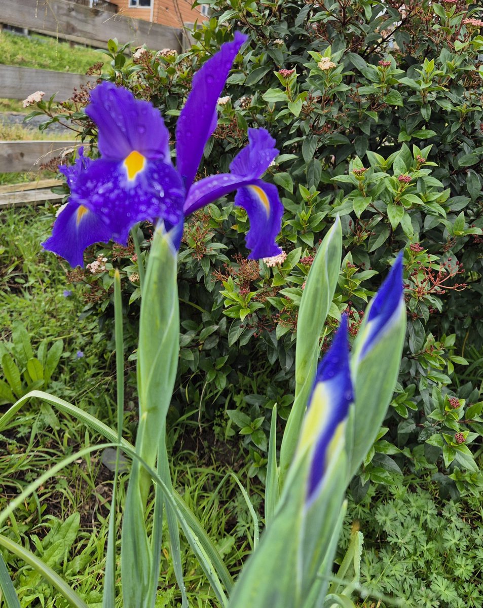NZAllison's tweet photo. Spring is much slower to arrive in my garden this year, but there is usually something to enjoy most months.
#SpringFlowering https://t.co/0EbDNknsSc