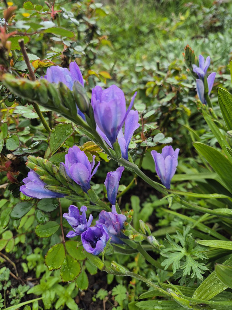 NZAllison's tweet photo. Spring is much slower to arrive in my garden this year, but there is usually something to enjoy most months.
#SpringFlowering https://t.co/0EbDNknsSc