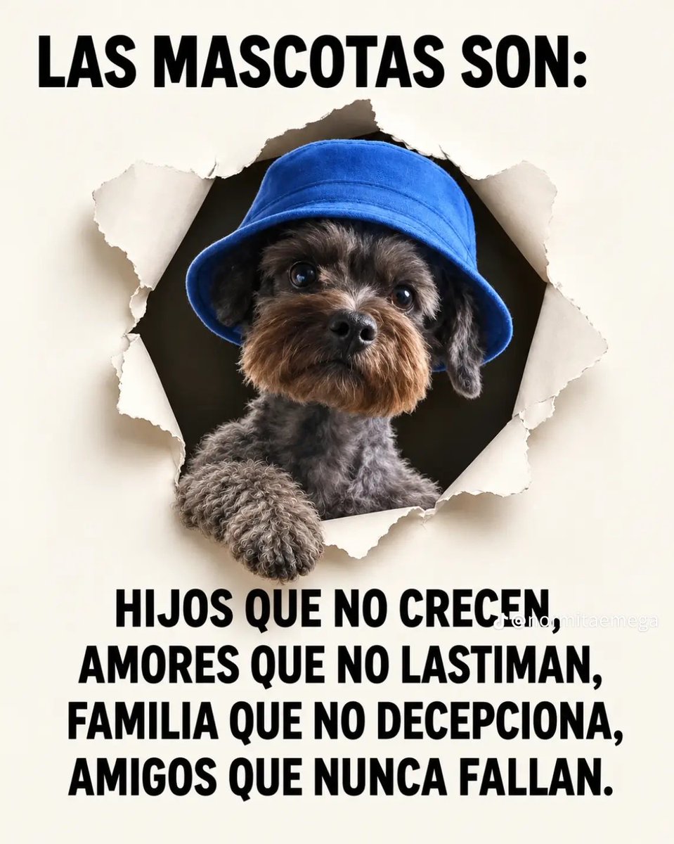 ana_894's tweet photo. 🐕🦮 💜
. https://t.co/RCbMkywznE