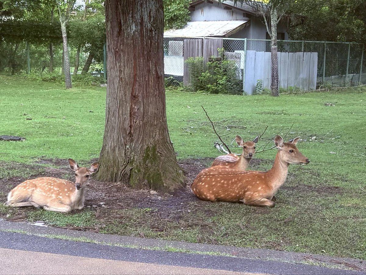 NknsMtyk's tweet photo. 🦌☁️おはようございます☁️🦌👍😃
今日は曇り空☁️でもうすぐ雨☔降る空模様蒸し暑いです
今日はこの後大阪迄クラフト点検昨日透析の時ちょっと音弱かったので行って来ます
今日も元気でよろしくお願いします🙇‍♂️☁️🦌👍😃 https://t.co/vBiaj8bWzw