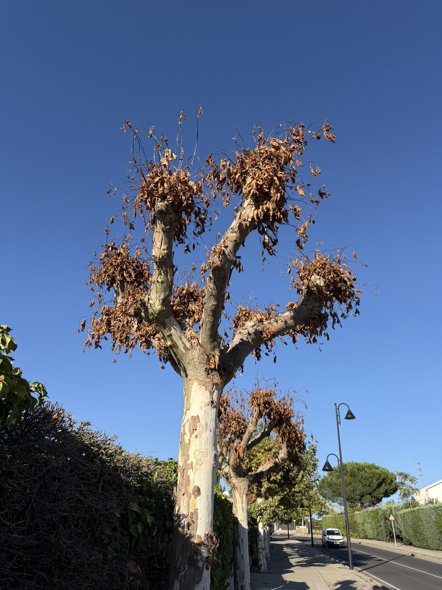 thisisgalapagar's tweet photo. ¿Qué ha pasado con los árboles de la Carretera de la Navata? Mientras otros plataneros están bien vigorosos, estos otros están muriéndose. ¿Quién y qué han suministrado por estos troncos taladrados en su base? @VecinosLaNavata @AytoGalapagar https://t.co/9U53zsoNK2