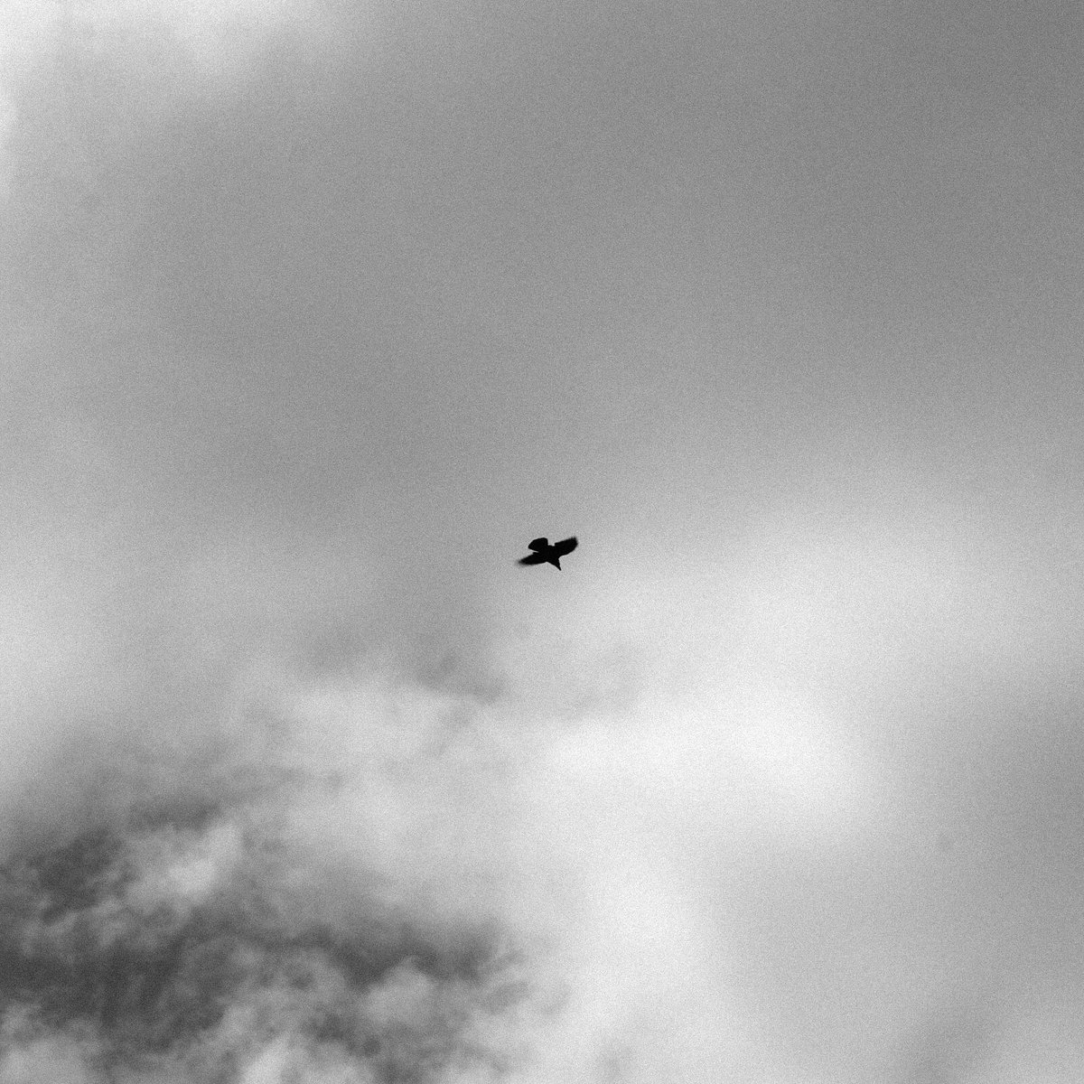 SleepyMehr's tweet photo. Monochrome magic🖤 https://t.co/MIzBs588o1