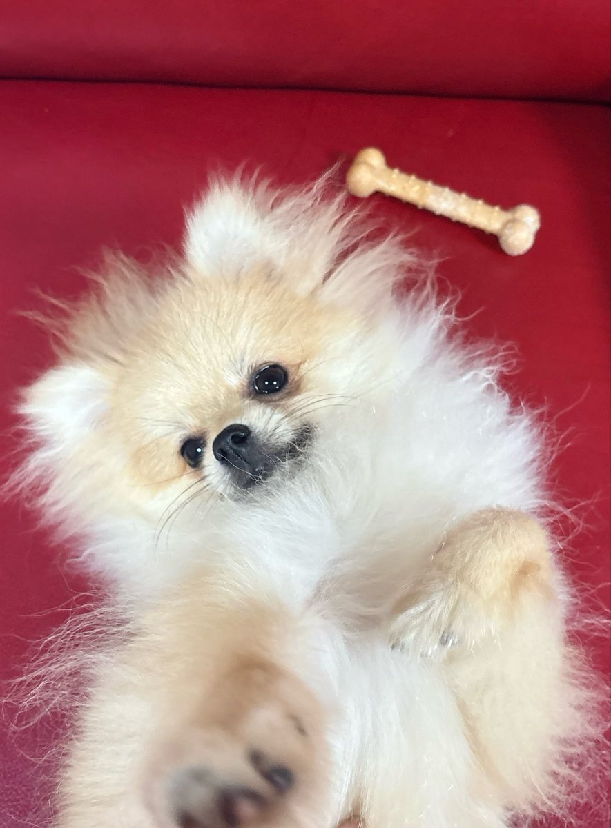 rtk714's tweet photo. もう7ヶ月🐶ポメらしくなってきた〜しかし毎日うるさい（喜） https://t.co/0hIjbpWjJH