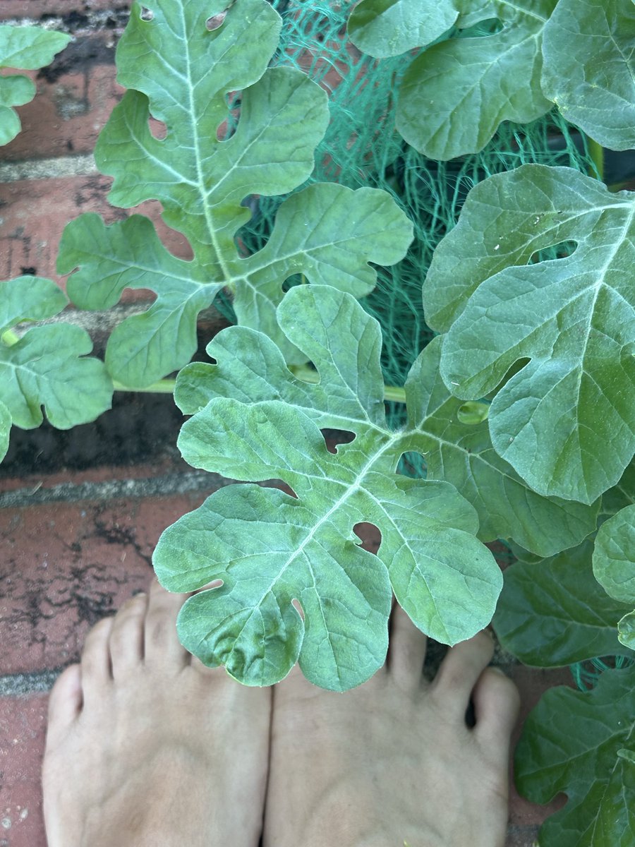 Nathal4k's tweet photo. @FeetFinder Lucky feet 🦶🎄 https://t.co/yB4Otgi465