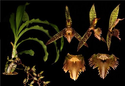 Phytotaxa's tweet photo. Catasetum × carllosianum (#Orchidaceae, #Catasetinae), a new natural hybrid from Brazilian #Amazon and taxonomic notes on its putative parents
#taxonomy
https://t.co/060Eu8ZDyw https://t.co/QvUm0POljg