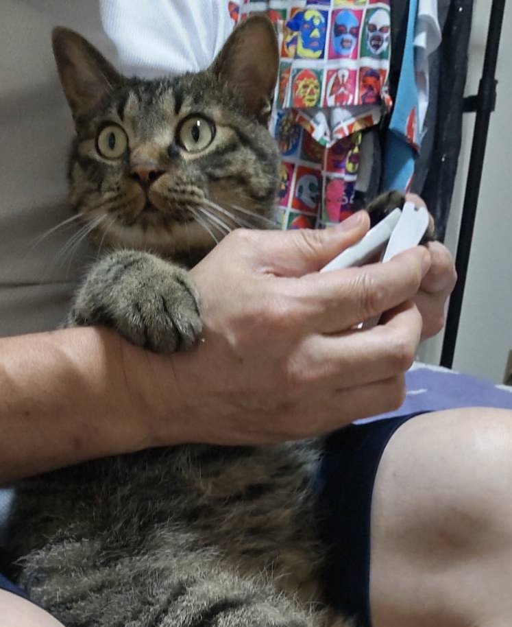 ohhowz's tweet photo. 爪切らせてやるニャ (ΦωΦ)

#キジトラ　　#春乃しまじろう
#猫好きさんと繋がりたい
#猫の居る暮らし https://t.co/9npWyVv6V8