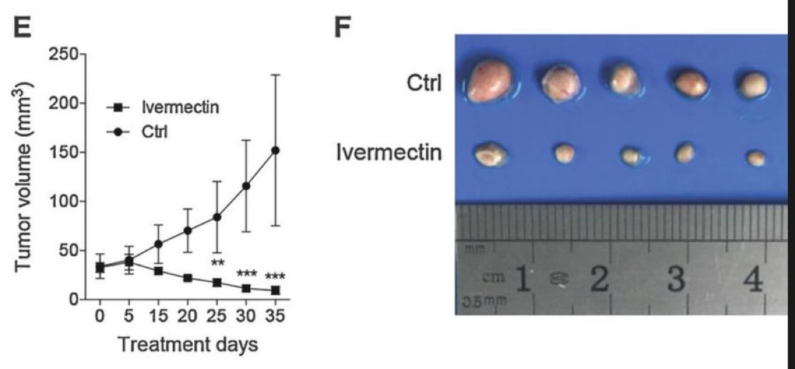 DrDavidVW's tweet photo. Ivermectin kills #breastcancer

Why is it being suppressed? https://t.co/IUROmrZJeJ