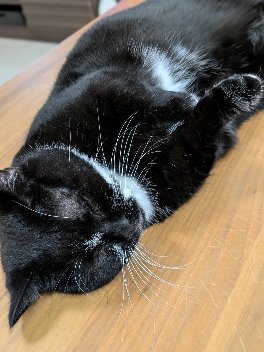 kiku_chiso's tweet photo. おはよー🐈‍⬛
ごろんって寝てる🫠

#猫 #猫のいる暮らし #猫好きさんと繋がりたい #マンチカン https://t.co/XKvbvSpZLU