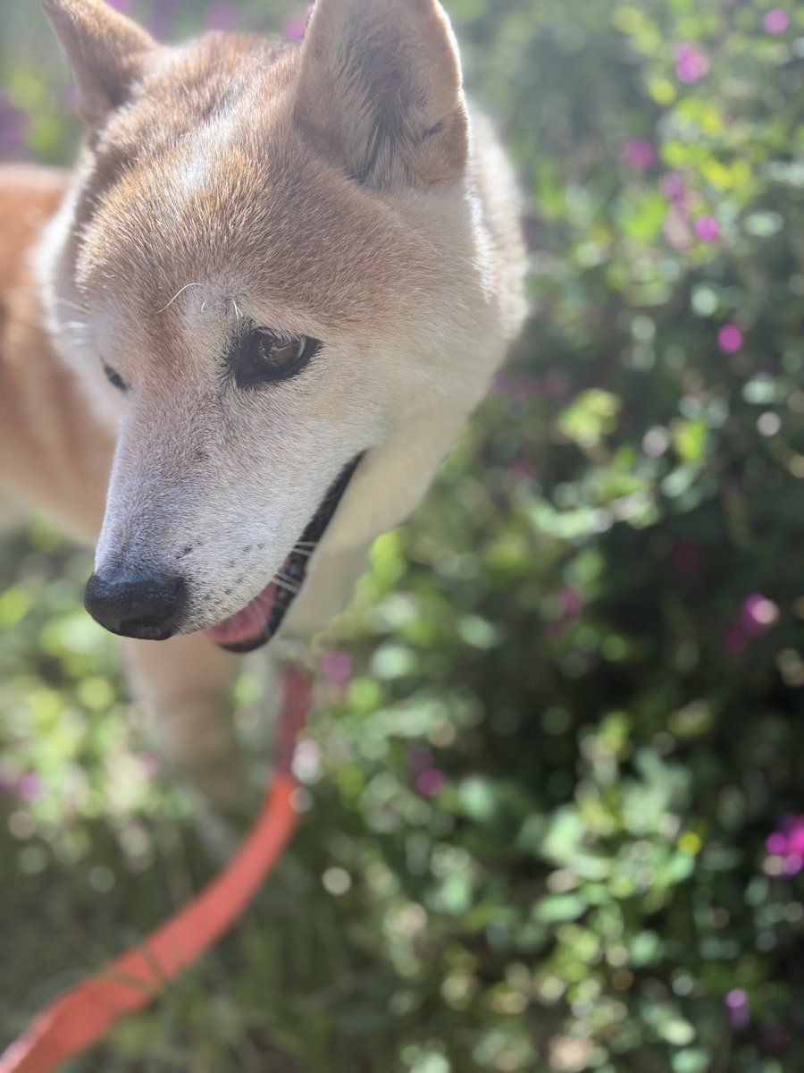 inu_10kg's tweet photo. おはようさん
今年も犬と萩の花みて今日も一日なんとか https://t.co/gQFgBBvaGA