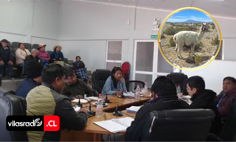 VilasRadio's tweet photo. 🚨🦙 MÁS DE CIEN CAMÉLIDOS DEGOLLADOS Y MASACRADOS EN COLCHANE: VECINOS EXIGEN RESPONSABILIDADES TRAS LA MATANZA DE SUS ANIMALES 🚨🦙

💔🐾 Una macabra incursión de jaurías asoló a los ganaderos de Central Citani, dejando a decenas de alpacas y llamas muertas, preñadas o con sus crías abandonadas. Los pobladores acudieron al Concejo Municipal para increpar a las autoridades por la falta de respuestas a las cartas enviadas desde el año pasado, la inacción en el control de perros abandonados por la crisis migratoria y la desprotección que enfrentan en la frontera.

🔗 Lee la nota completa y revisa todos los detalles aquí:
👉 https://t.co/Ny7yS9DFNs

#Colchane #Tarapacá #GanaderíaAymara #Camélidos #NoticiasChile #EmergenciaGanadera #Alpacas #VilasRadio #Iquique #AltoHospicio
