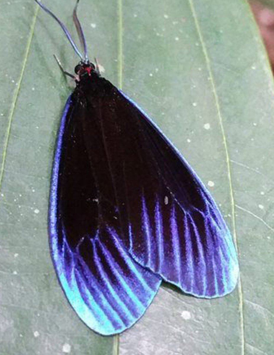 ShippingShip11's tweet photo. The wings of the "Pompelon marginata" moth give me vibes that this is what #Flins' wings should look like- https://t.co/7hlLmRm8AF