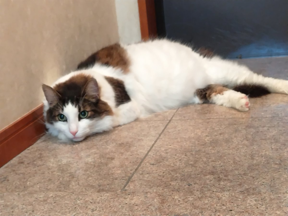AkkochanM's tweet photo. ☔️おはようございます≽^◕⩊◕ ^≼
誰も通さにゃいぞฅ(ↀᴥↀ)ฅ🚪な圧で仕事に行きたくないのですが後ろ髪引かれる思いで行って参ります

#ノルウェージャンフォレストキャット  #猫好きさんと繋がりたい  #猫のいる暮らし #猫集 https://t.co/iSZvOvfI09