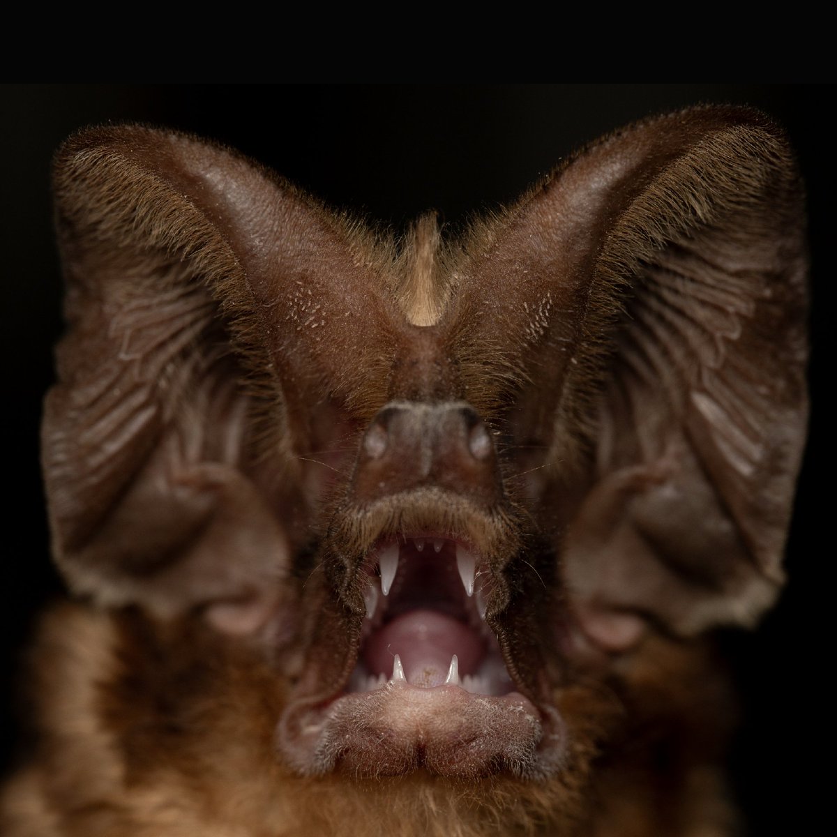 BatConIntl tweet picture