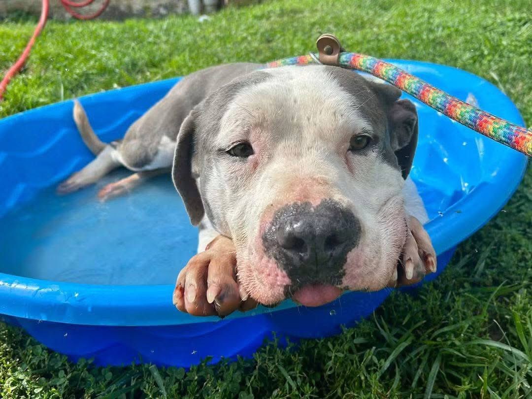 dogs_dc's tweet photo. Monday, September 14, 2026

Please🙏 share for:

Allegany County Animal Shelter
716 Furnace St.
Cumberland, MD 21502

(301) 777-5930

💙Meet Mater🐾🐾! 💙 

Mater🐾🐾 is a 3-year-old terrier mix who has been waiting far too long for his forever❤️ family. He’s been at the shelter since May 2025, and after all this time, the shelter environment is starting to take a toll on him. He deserves the chance to finally get out and experience the love, comfort, and stability of a home. ❤️

One thing Mater🐾🐾 has discovered lately? POOLS! 💦 Whether it’s a big pool or a little one, Mater🐾🐾 has been having an absolute blast splashing around and enjoying himself. His playful personality really shines when he’s having fun! Don’t let that playful side fool you—Mater🐾🐾 is also a total snuggler.  After playtime, he’s more than happy to settle in and soak up some affection from his favorite people.

Mater🐾🐾 would likely do best as the only animal in the home, where he can be the center of attention and truly relax. After spending more than a year waiting, he deserves that.

Please help us share Mater🐾🐾. His forever❤️🙏 person is out there—we just know it!
Shelter hours:
Open Monday through Friday 8 AM to 4 PM

Always adopt, don’t shop for a dog.🐾🐾

Rescue, Dogs, Rock!🐾🐾

In addition, please have your pets, spayed or neutered!
#adoptme
#rescuedogsrock
#adoptarescuedog
#fosterarescuedog
#fosteringsavesdogslives