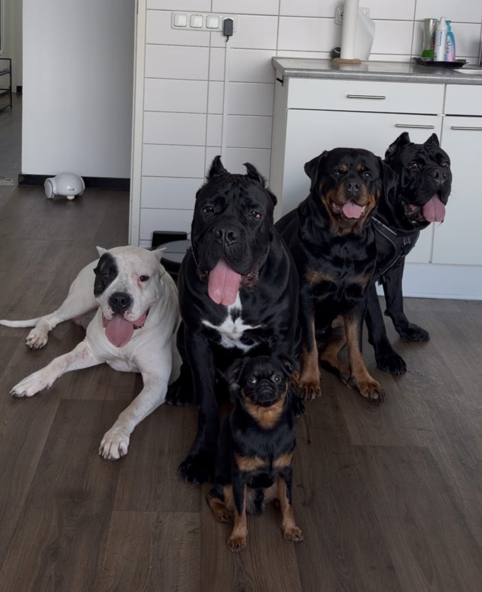 Bensonstace's tweet photo. My amazing boys 

Hit me up for more contents

https://t.co/as3AtsiudW https://t.co/7goxDeUdWA