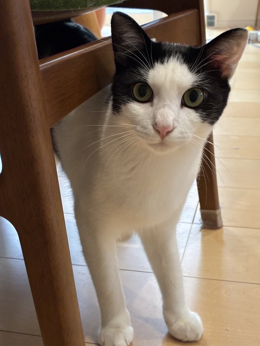 ChakoShodo's tweet photo. 4きょうだいです

1歳のお誕生日おめでとう🎂

#元野良猫　#三毛猫　#茶トラ　#白黒 https://t.co/Qen0BxliIP