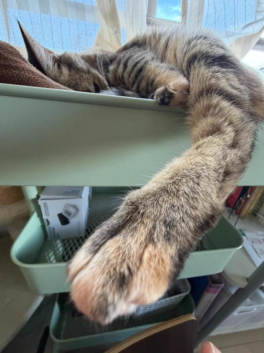 TAKA｜猫とXperia🐱📱 on X: 