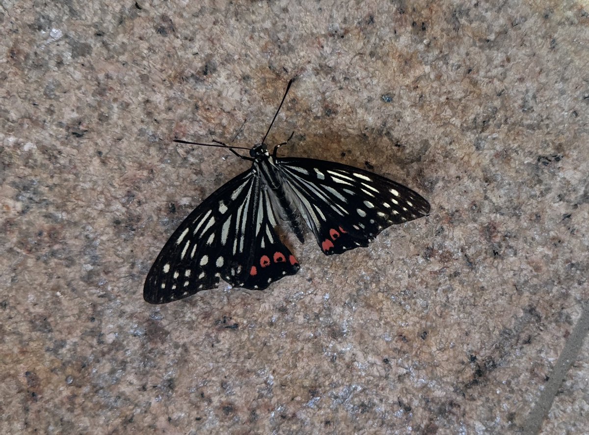 M8C7e's tweet photo. おはようございます♪

あら、まッ😳

こんなとこに居たら、大勢の人に踏まれちゃうよ🦋

捕獲…ひぃ
⚪���んでなかったんか
もぉ～ヽ(ﾟДﾟ≡ﾟДﾟ)/ｱｾｱｾ

9月15日　火曜日
#おはよう
#アカボシゴマダラ https://t.co/BAd0OUEtkU