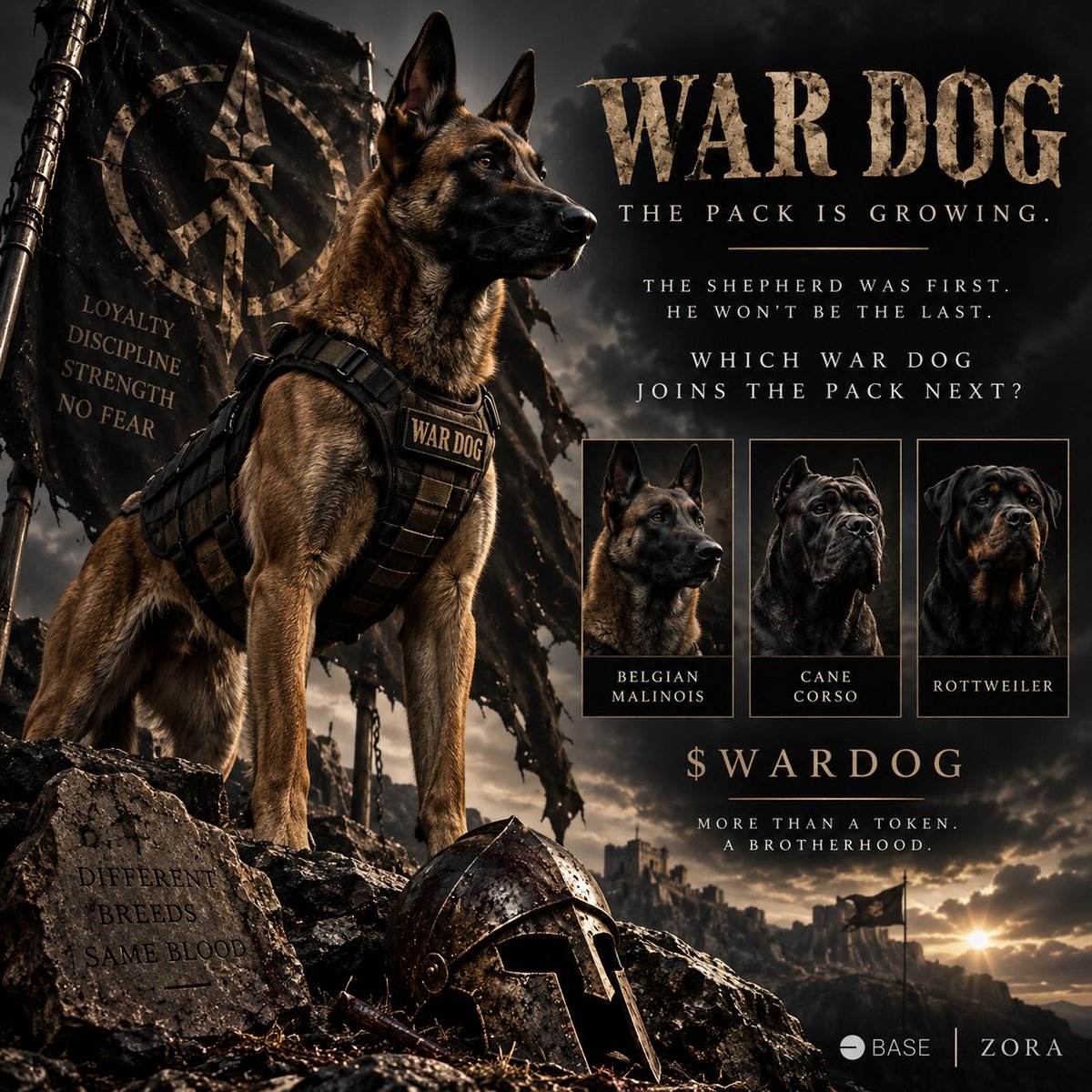 WARDOGCOIN59's tweet photo. THE PACK IS GROWING. 🐕⚔️

The Shepherd was first. He won’t be the last.

Which WAR DOG joins the pack next?

🐕 Belgian Malinois
🐺 Cane Corso
🐕 Rottweiler

Comment your pick. ↓

$WARDOG
#WARDOG #Zora #Base #Memecoin #cryptocurrency https://t.co/zfLiV20kpM