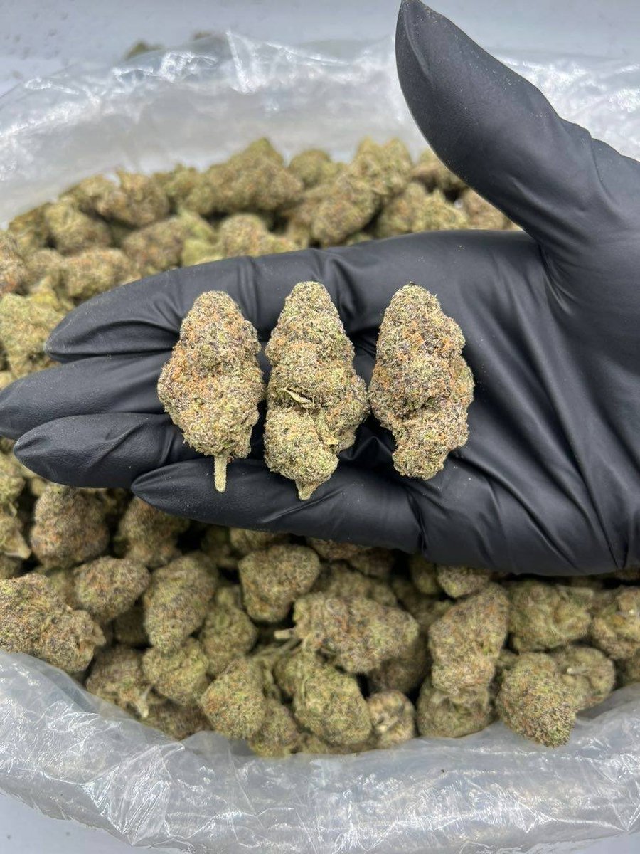 leafyuxe's tweet photo. TOP SHELF INDOOR EXOTIC CANDY 🍭 WEED. FRESH ZAZA weed plug in NYC THC Disposable vape carts 3g 3 gram 2g 2 gram Weed plug in Seattle Washington Weed in Cincinnati Ohio San Antonio Texas weed in Miami Florida weed in Los Angeles weed man in Newark New Jersey Rome Italy toad venom https://t.co/mlpuY2qin7