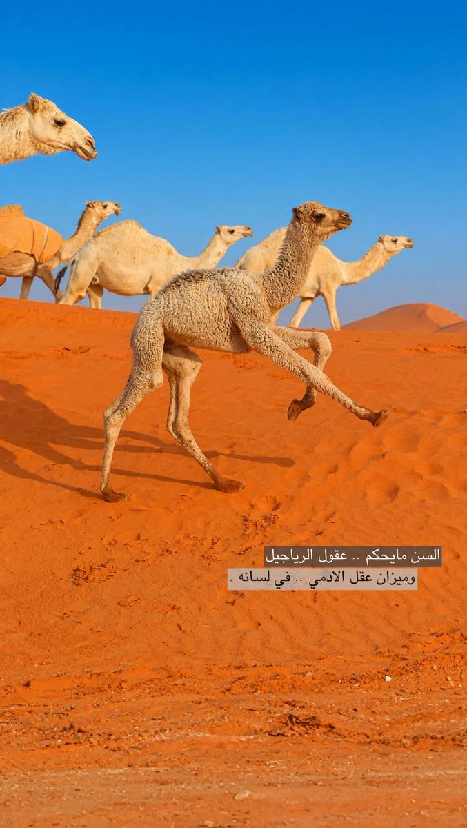 M3kkaz's tweet photo. شعر عن الناس:

السن مايحكم .. عقول الرياجيل
وميزان عقل الادمي .. في لسانه . https://t.co/504IXhfEiO
