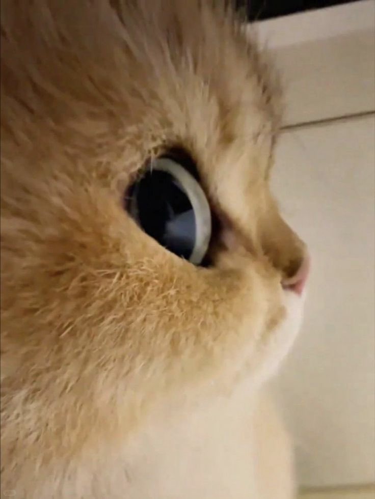 yuniiuwuu's tweet photo. same energy😭 https://t.co/NPpHa7NydK