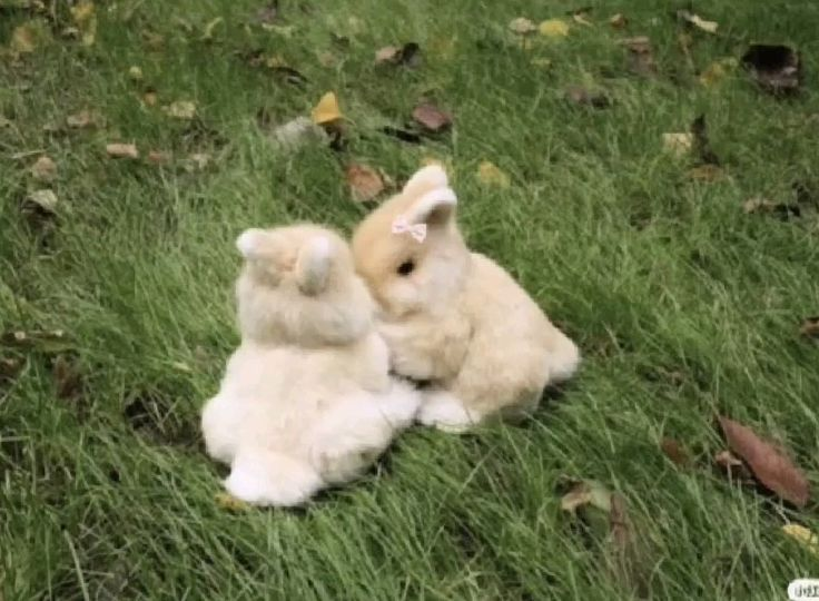 dependsnt's tweet photo. nobunny is like u https://t.co/K4UTXqVLCv