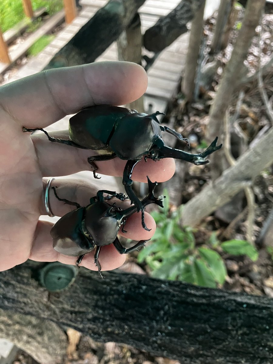wildbeetle_shop's tweet photo. おはようございます。
カブトムシふれあいパーク
KABUTOMUSHI BASEです。
ベースの営業は終わりましたが、ベース内ではまだ元気なカブトムシが２匹。
足も強くてゼリーもよく食べてます。
自宅に連れて帰って室内飼育するかなー。
もし、飼いたいって方がいらっしゃいましたらお問い合わせください。 https://t.co/CxrwAktkLq