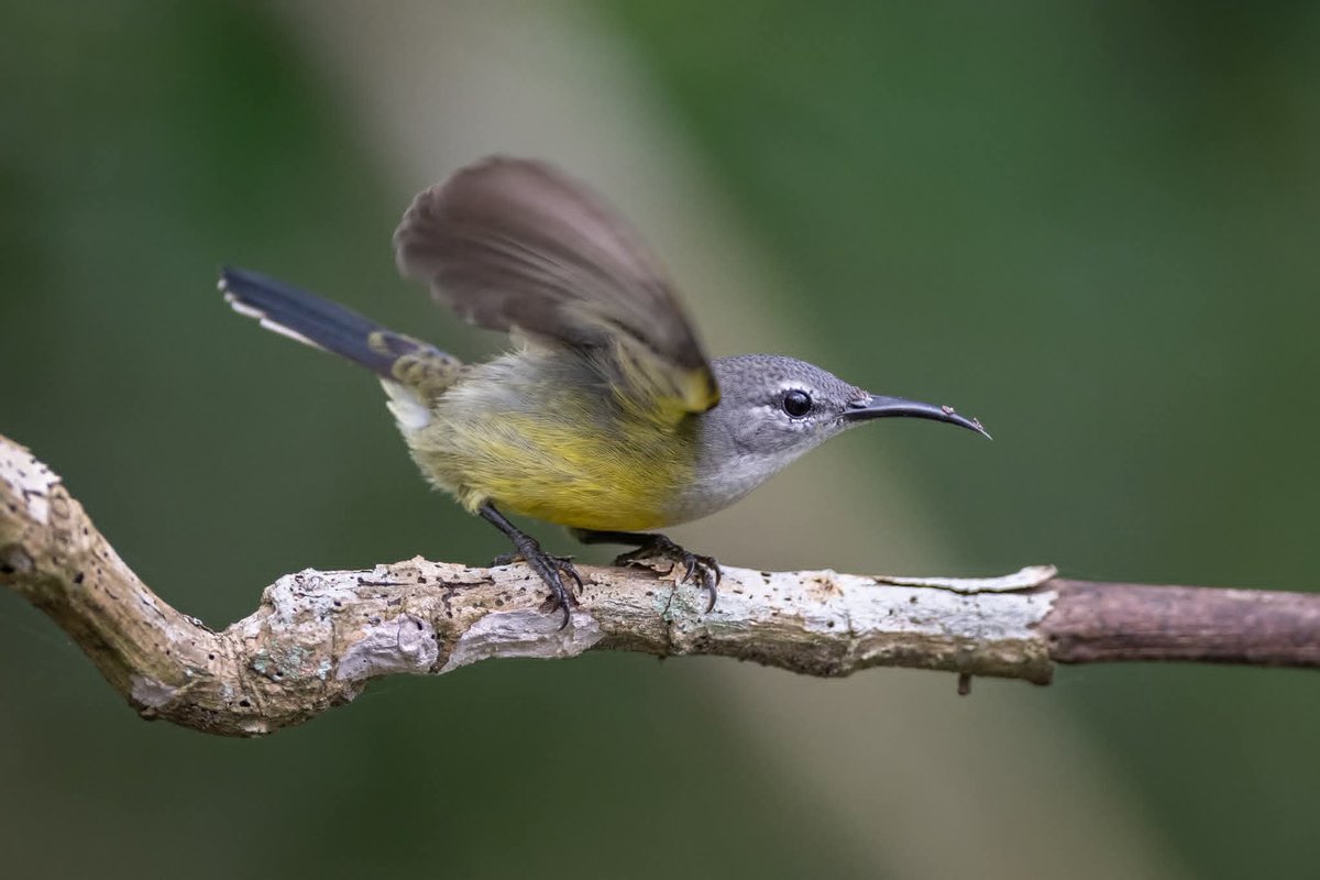 BP_Chua's tweet photo. Copper-throated Sunbird (f)
#bird #nature #wildlife #animal #photography #sunbird https://t.co/nReRXSQK2S