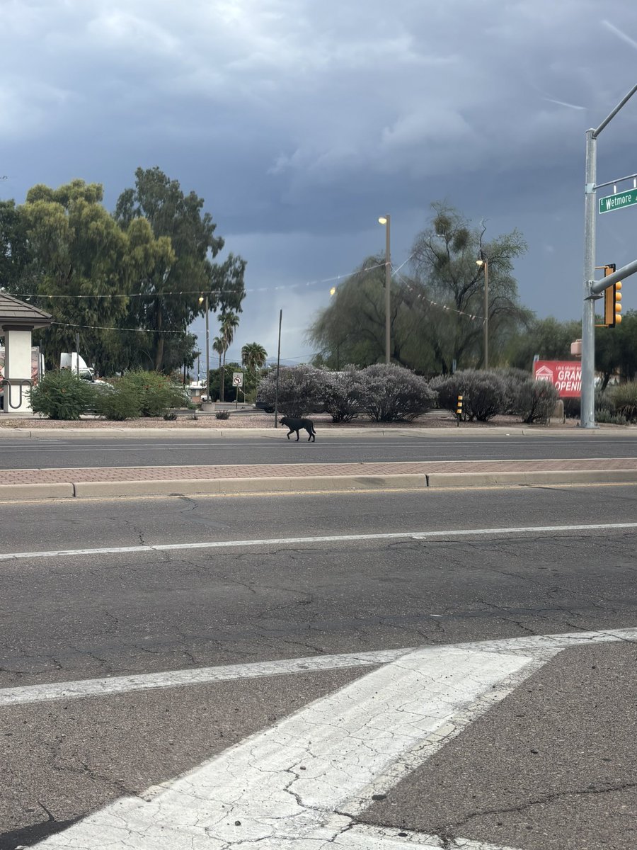 tatumfml's tweet photo. @whatsuptucson possibly someone’s dog running across the intersection at stone and wetmore :( couldnt tell what breed but definitely a bigger leaner dog with a dark coat https://t.co/uM7Yj6Edub
