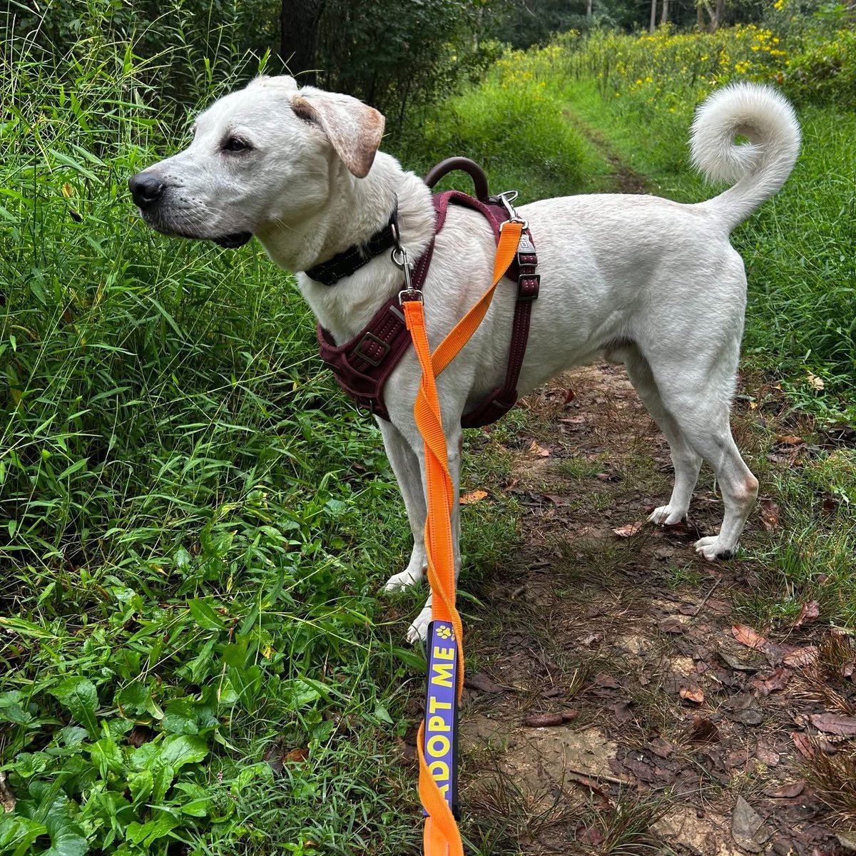 dogs_dc's tweet photo. Monday, September 14, 2026

PLEASE🙏 share for:

The Augusta Regional SPCA
33 Archery Ln.
Staunton, VA  24401

(540) 885-7722

💕Chase's🐾🐾 Big Adventure!💕

Saturday was field trip day for Chase🐾🐾! 

This 7.5 year old retriever/lab mix is just the sweetest guy. 

His Foster💕 Field Trip Guide had this to say of their adventure: "he is very sweet and well behaved. Chase🐾🐾 was calm in the car and quite good on the leash.  
He was good with other dogs, even ones off leash who came running up to him while he was leashed. 
He enjoyed a very long sniffy walk and hanging out in the yard."  

We also know that Chase🐾🐾 is housetrained, treat motivated and does well with cats. 
This senior guy would do best in an adults-only home environment.

❤Come meet Chase🐾🐾 and see for yourself how much love this sweet ol' gentleman has to offer!❤ 
Chase🐾🐾 is eligible for our Foster to Adopt (FTA) program!
https://t.co/1l0iNnpl5K
Business hours 
Mondays - Thursday : 10 AM – 6 PM
Fridays & Saturdays : 10 AM – 4 PM

Always adopt, don’t shop for a dog.🐾🐾

Rescue, Dogs, Rock!🐾🐾

In addition, please have your pets, spayed or neutered!
#adoptme
#rescuedogsrock
#adoptarescuedog
#fosterarescuedog
#fosteringsavesdogslives