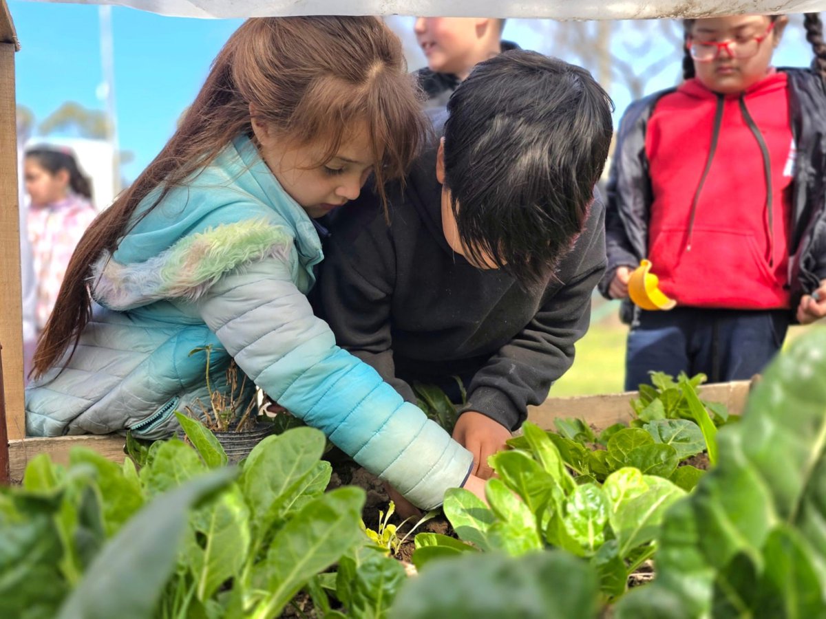 Val_Fabian's tweet photo. Hoy, en la #CasaDelNiño de Ingeniero White, realizamos una especial siembra de lechuga y acelga🌱🥬.

Especial porque fue nuestra última actividad de huerta junto a #Araceli, quien próximamente accederá a su merecida jubilación.❤️

Trabajar en la Casita junto a ella fue, para todo el equipo de #HuertasDeLaCiudad🍅🥦🌸, un enorme aprendizaje. Un camino lleno de amor, abrazos, cariño y momentos que vamos a guardar para siempre.🫂

Juntos logramos construir esa hermosa huerta que hoy tanto cuidan y a la que tanto amor le brindaron, junto a cada una de las personas que forman parte de esta querida Casita.🌿🍅🌸

Porque la huerta es siempre una excusa…🌱
Una excusa para encontrarnos, para aprender, para compartir, para construir comunidad y, hoy, también para despedir a una gran mujer que realizó un trabajo descomunal.👏❤️

Araceli, te vamos a extrañar muchísimo.
Gracias por tanto amor, por cada abrazo y por todo lo que dejaste en esta Casita.💚🌱

¡Que disfrutes de esta nueva etapa, más que merecida! 🌷✨