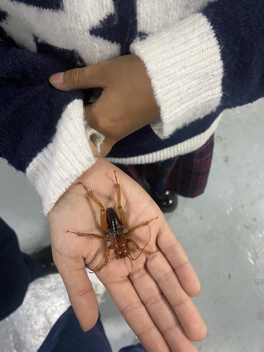 estella_garto's tweet photo. Hoy tuve mi primera clase del club de ciencias. Me encanto estoy enamorada todos mis alumnos buscando bichos y viendo las nubes y habiéndonos preguntas padrísimas me encanta me encanta 🥰 https://t.co/QttfABVuxk
