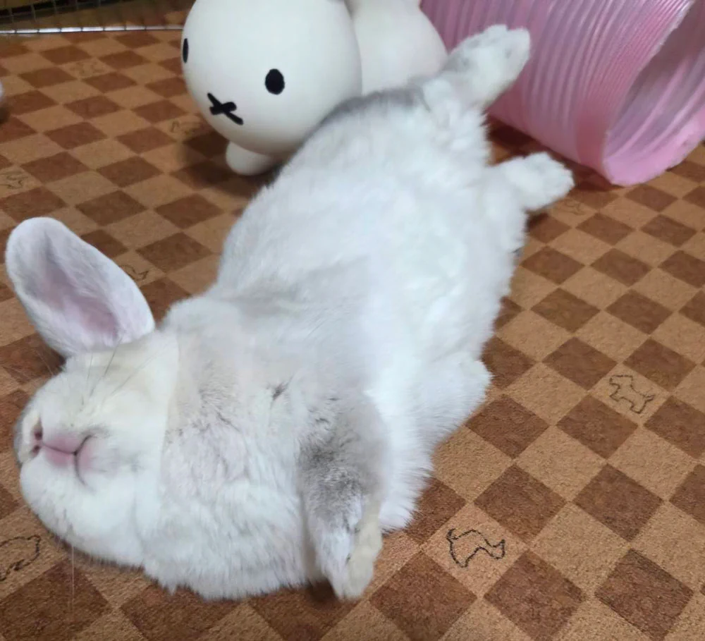 に ちゃん 勢い