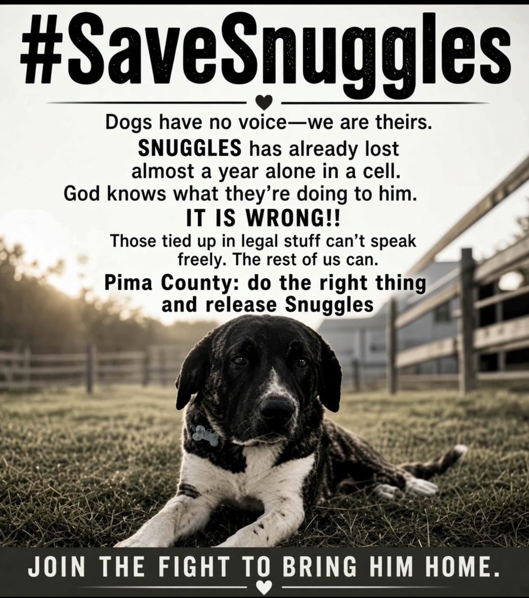 mistclance's tweet photo. Snuggles ordered euthanized for 1 mistake.
Victim wants him home.
City/County pointing fingers. Legal process is dragging forever.
Officials could dismiss this case TODAY if they wanted to.
Owner can’t speak much online—so we will. Demand Snuggles be RELEASED 
#SaveSnugglesNow https://t.co/JlFl5OhRhB