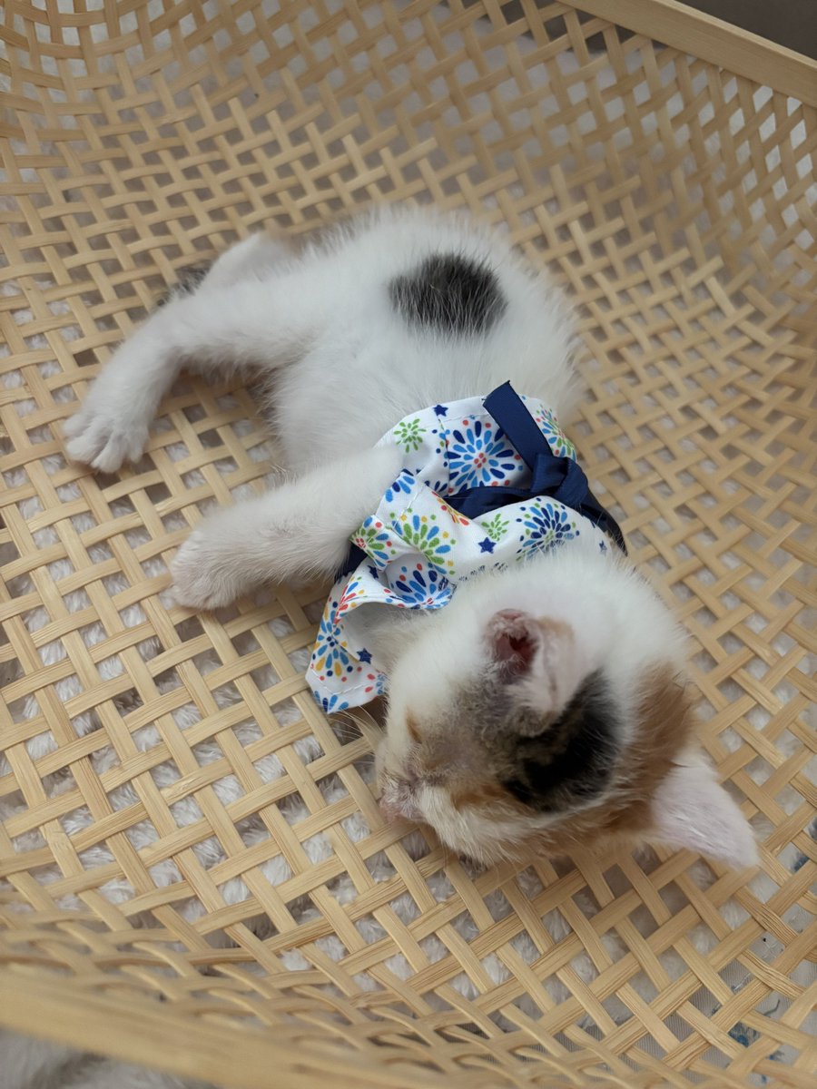 yapomesa's tweet photo. 子猫の行き倒れたような寝姿っていいですよね https://t.co/MclUYzRsNQ