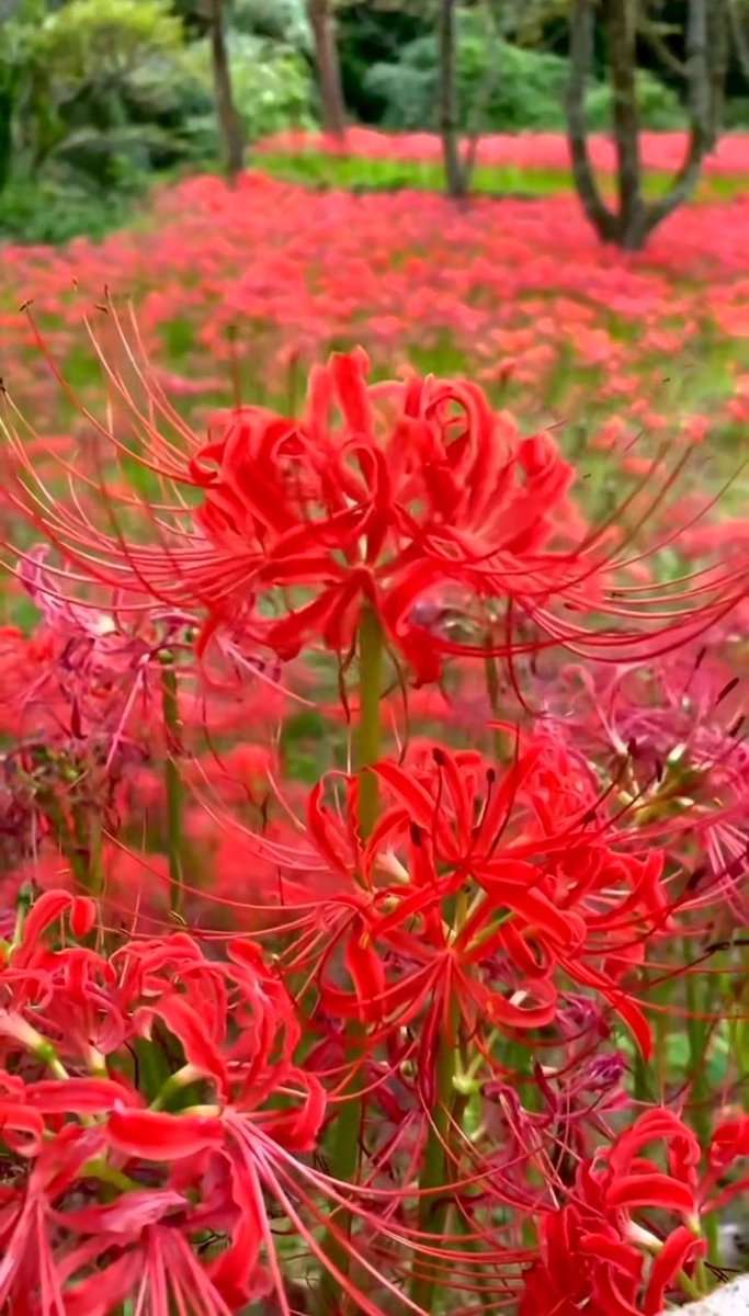 terry_cafe808's tweet photo. 朝露をまとった彼岸花は、赤い花びらの一枚一枚が宝石のように輝いて見える。静かな朝の光の中で咲く姿には、どこか凛とした気品があり、秋の始まりをそっと告げているようだ。
#彼岸花 https://t.co/DkO4m61tW5