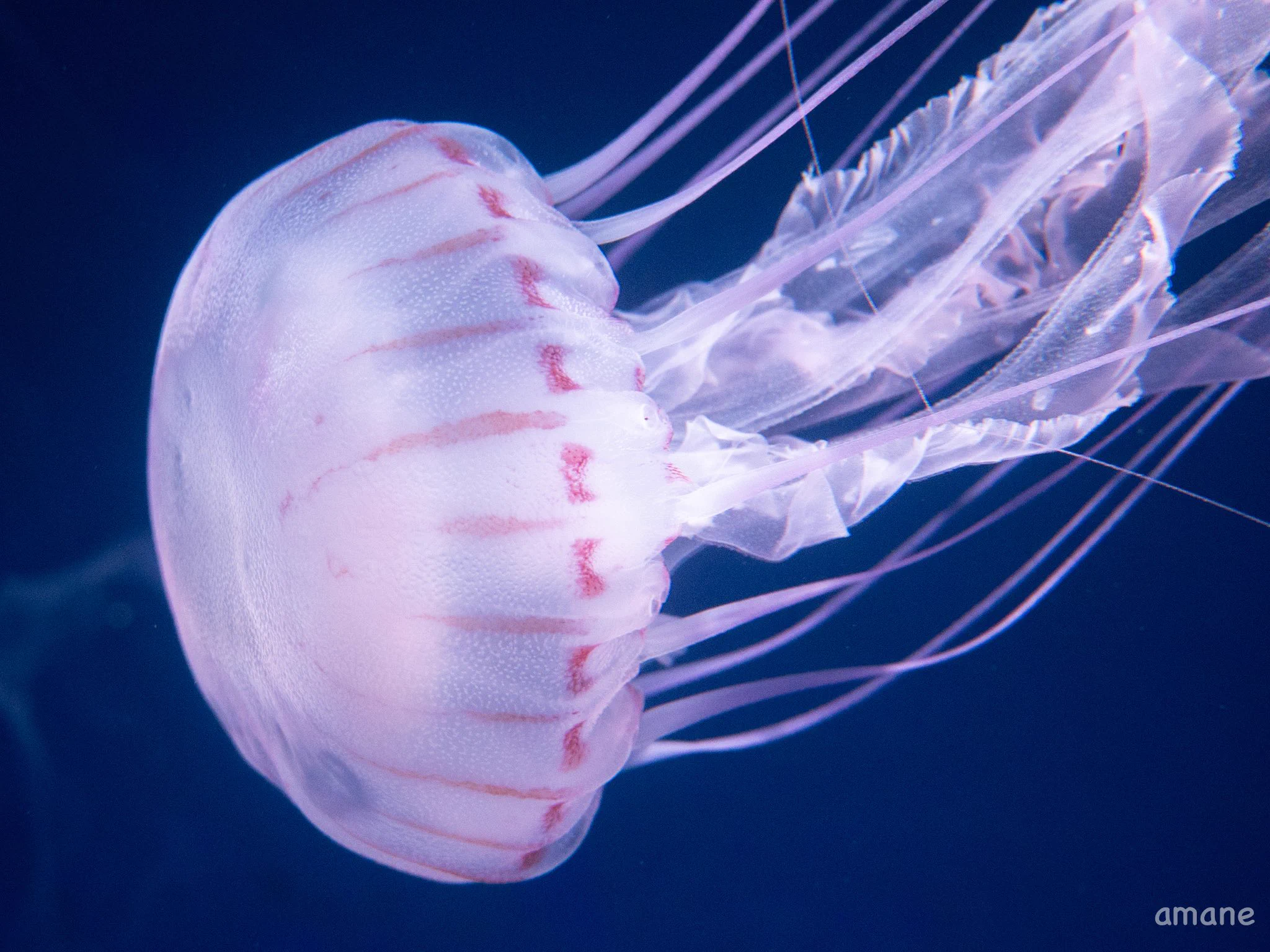 🫧🐋峰ヶ原柚月🪼🫧 on X: 