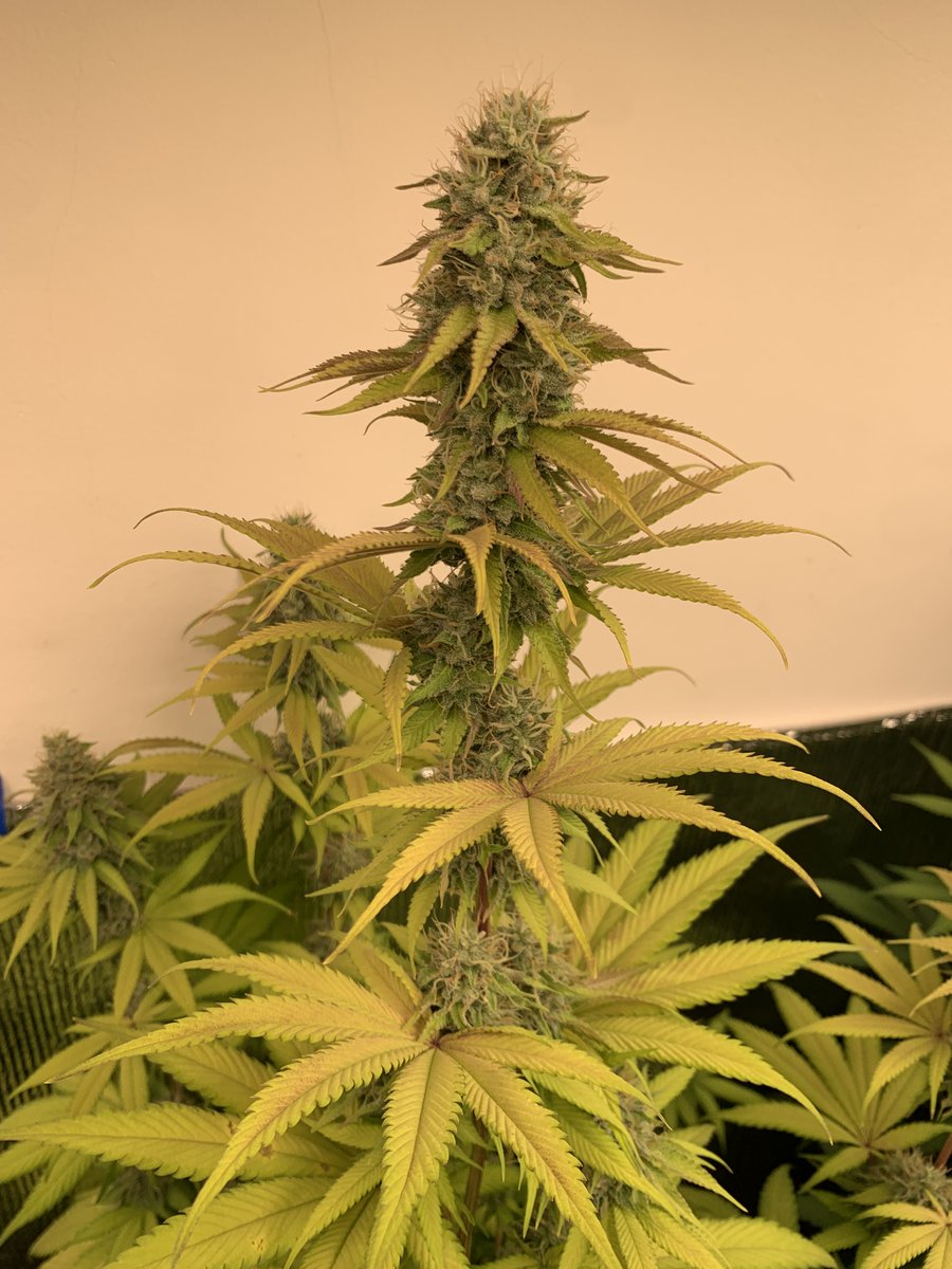 RaysPlace420's tweet photo. 1st pic: #GushMintz week 7
2nd pic: #SourCherry week 6
3rd pic: Full house with #GushMintz, #SourCherry, #EgoPunch &amp; #OGKush
And all of the above in clones in the veg tent 
Have a Good one !! https://t.co/hRmtixcCgL